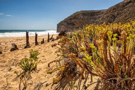 Ethel Wreck flowers, Yorke Peninsula, South Australia