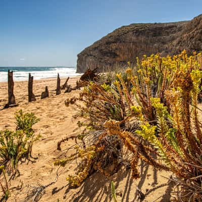 Ethel Wreck flowers, Yorke Peninsula, South Australia, Australia