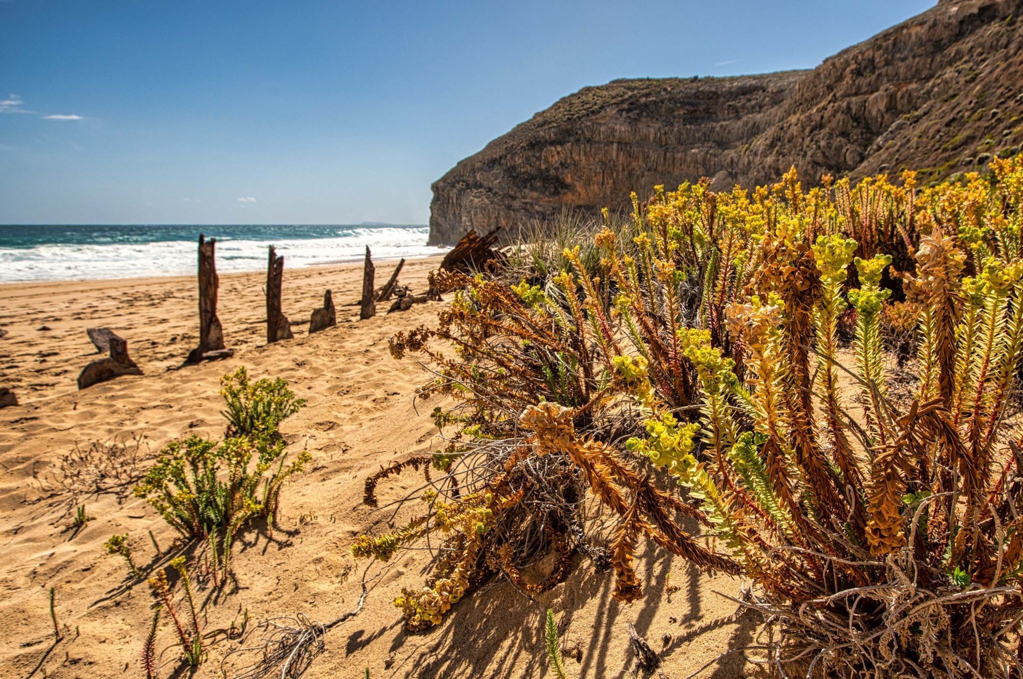 Ethel Wreck flowers, Yorke Peninsula, South Australia, Australia