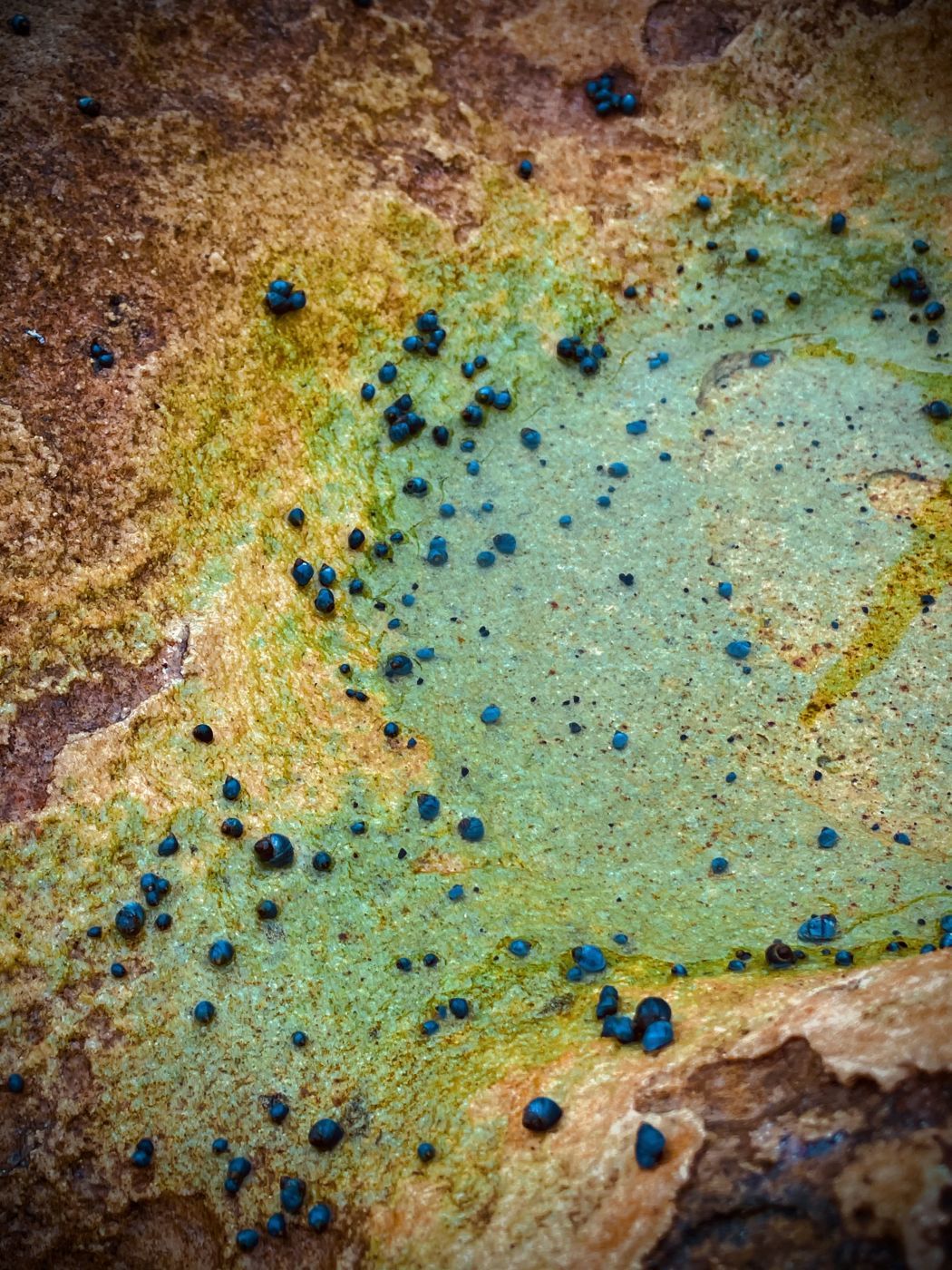 Fairy Bower Pool, Australia