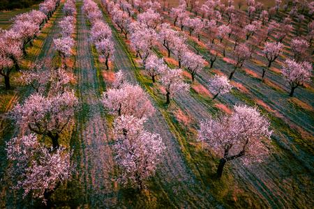 flowering almond orchard