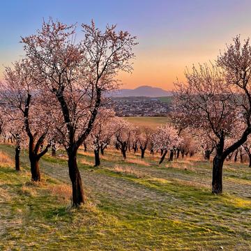 flowering almond orchard, Czech Republic