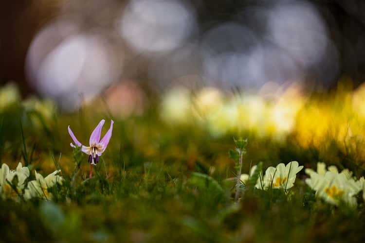 Frühling im Onsernonetal