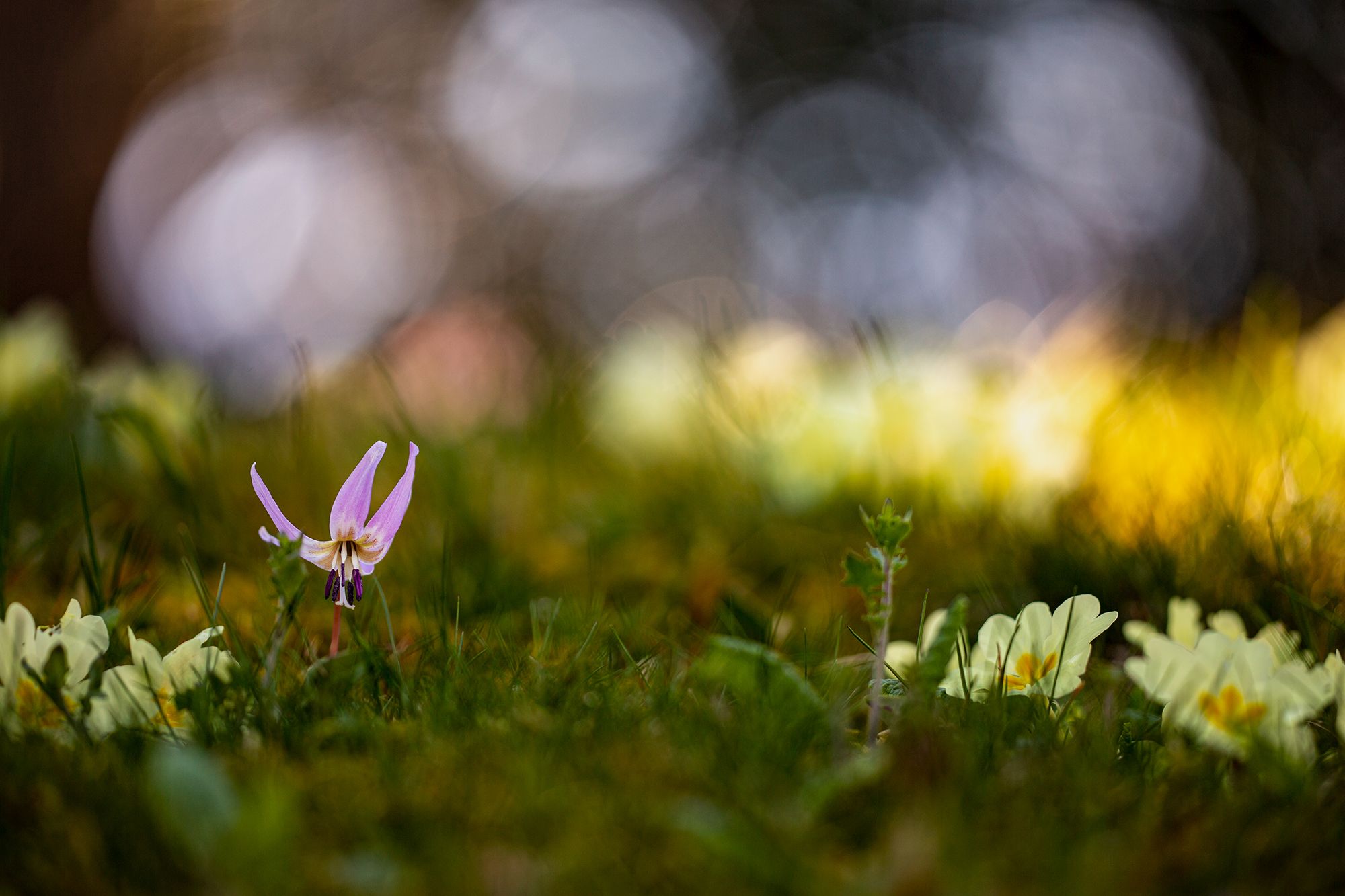 Frühling im Onsernonetal, Switzerland