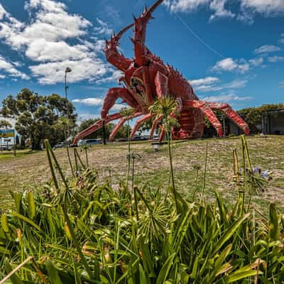 Giant Lobster Kingston SE, South Australia, Australia