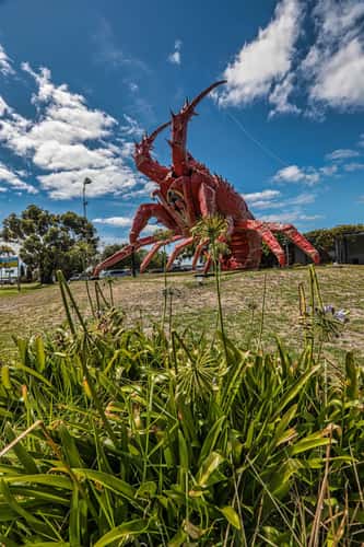 Giant Lobster Kingston SE, South Australia