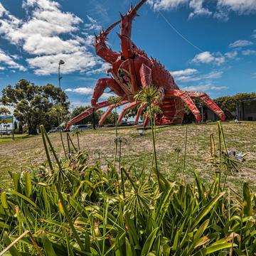 Giant Lobster Kingston SE, South Australia, Australia