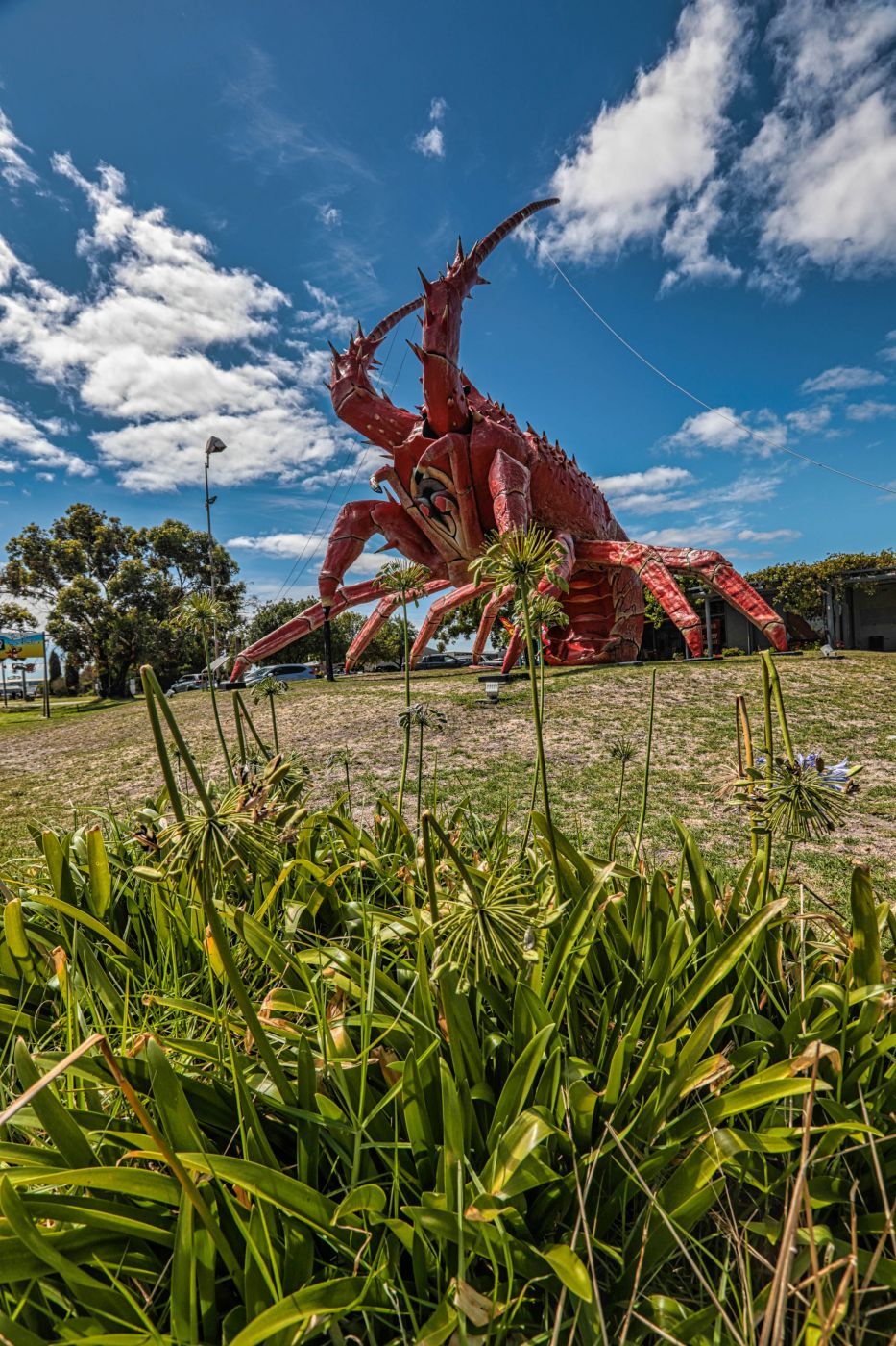 Giant Lobster Kingston SE, South Australia, Australia