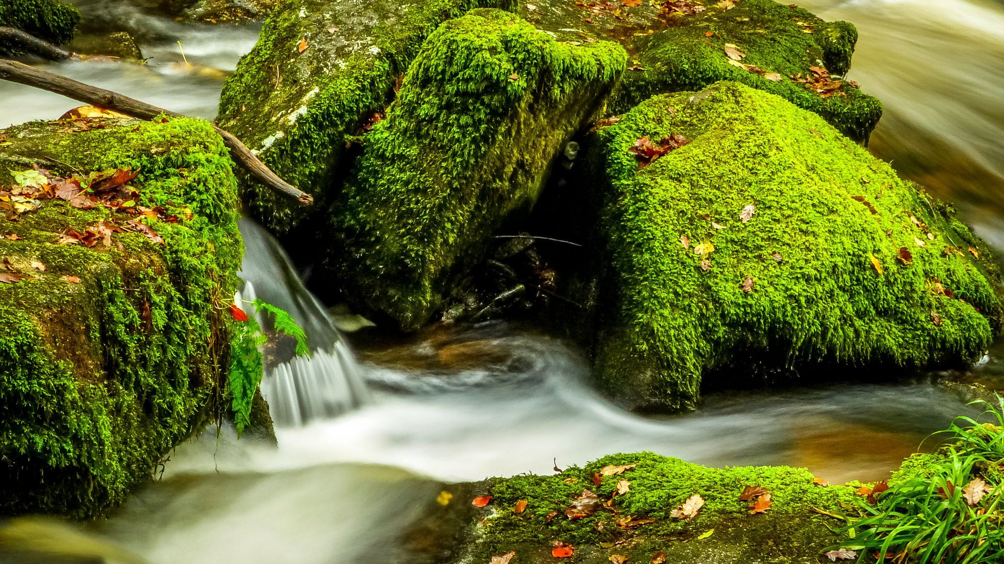 Golitha Falls, United Kingdom