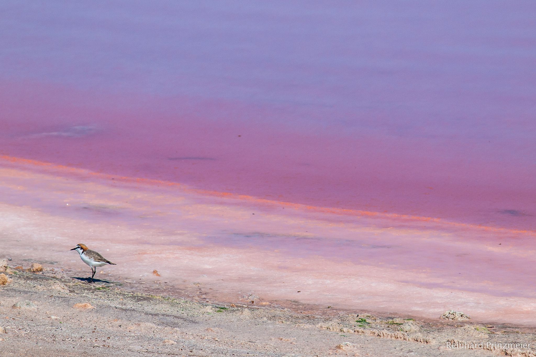 Hutt Lagoon Pink Lake, Australia