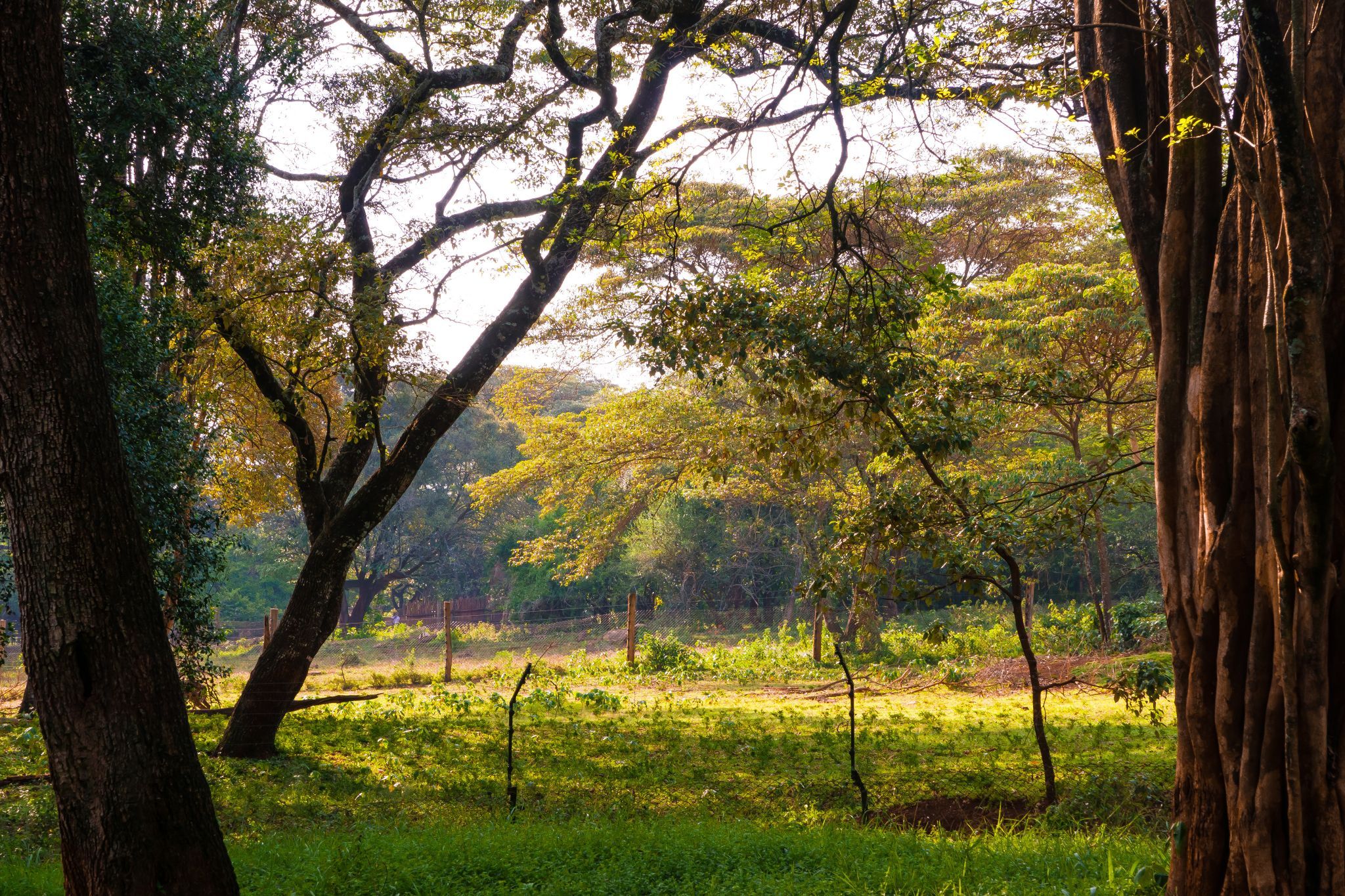 In the woods, Kenya