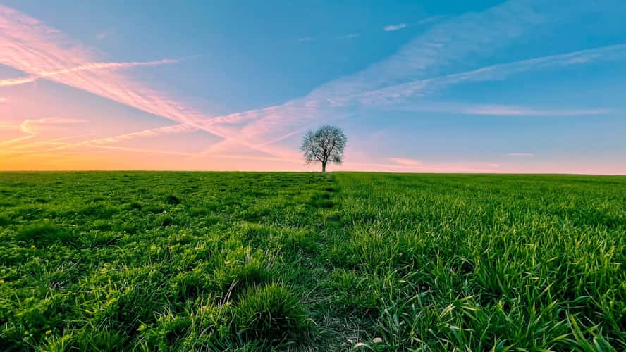Lonely Tree near Schlierstadt