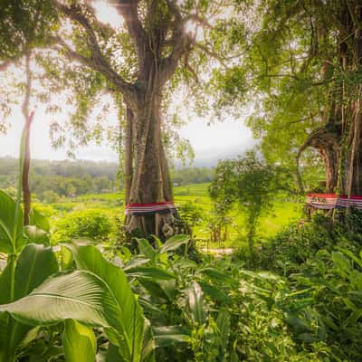 Magic view Tree, Indonesia