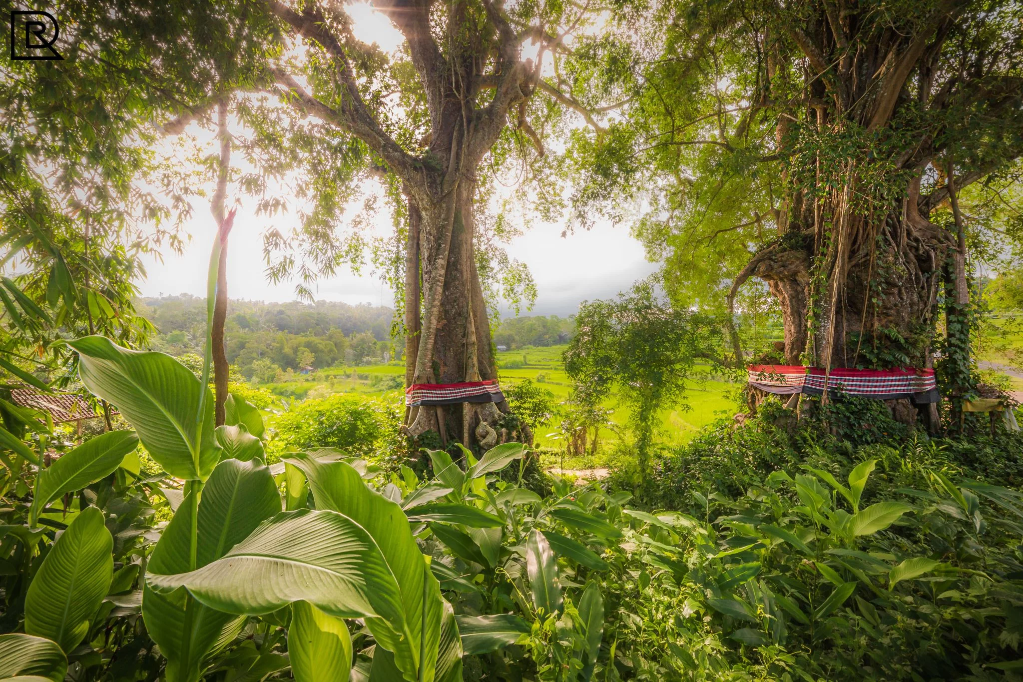 Magic view Tree, Indonesia