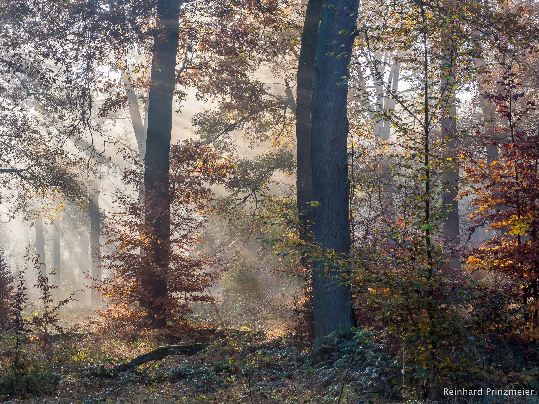 Mariendorf Primeval Forest, Germany