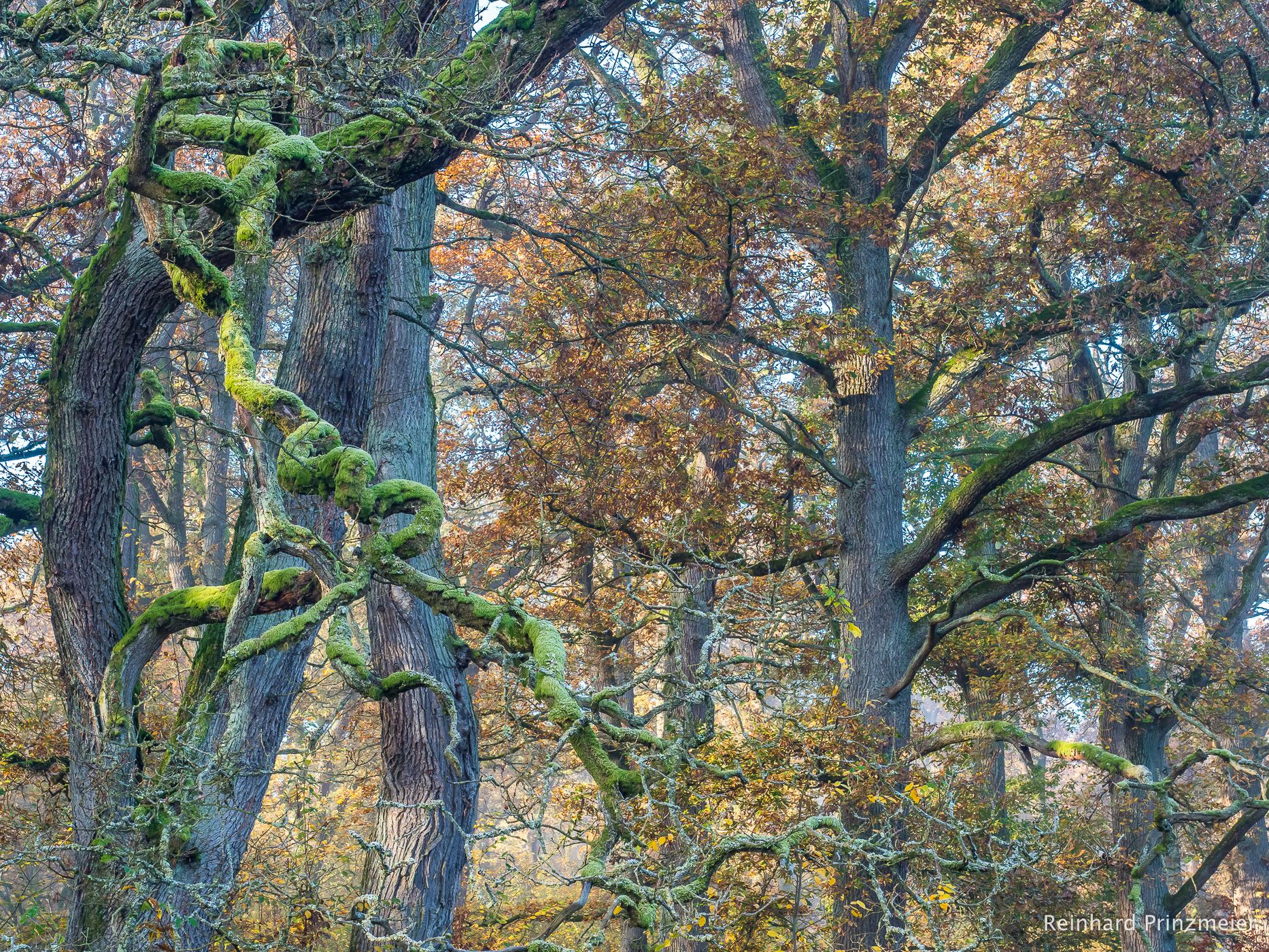 Mariendorf Primeval Forest, Germany