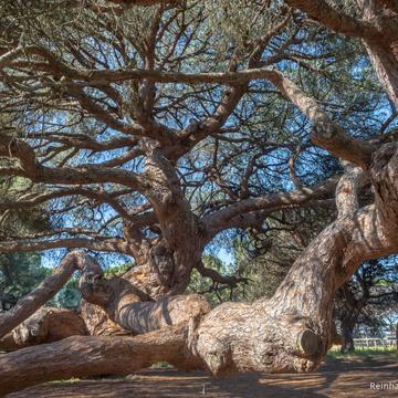 Mazagón Century Pine, Spain
