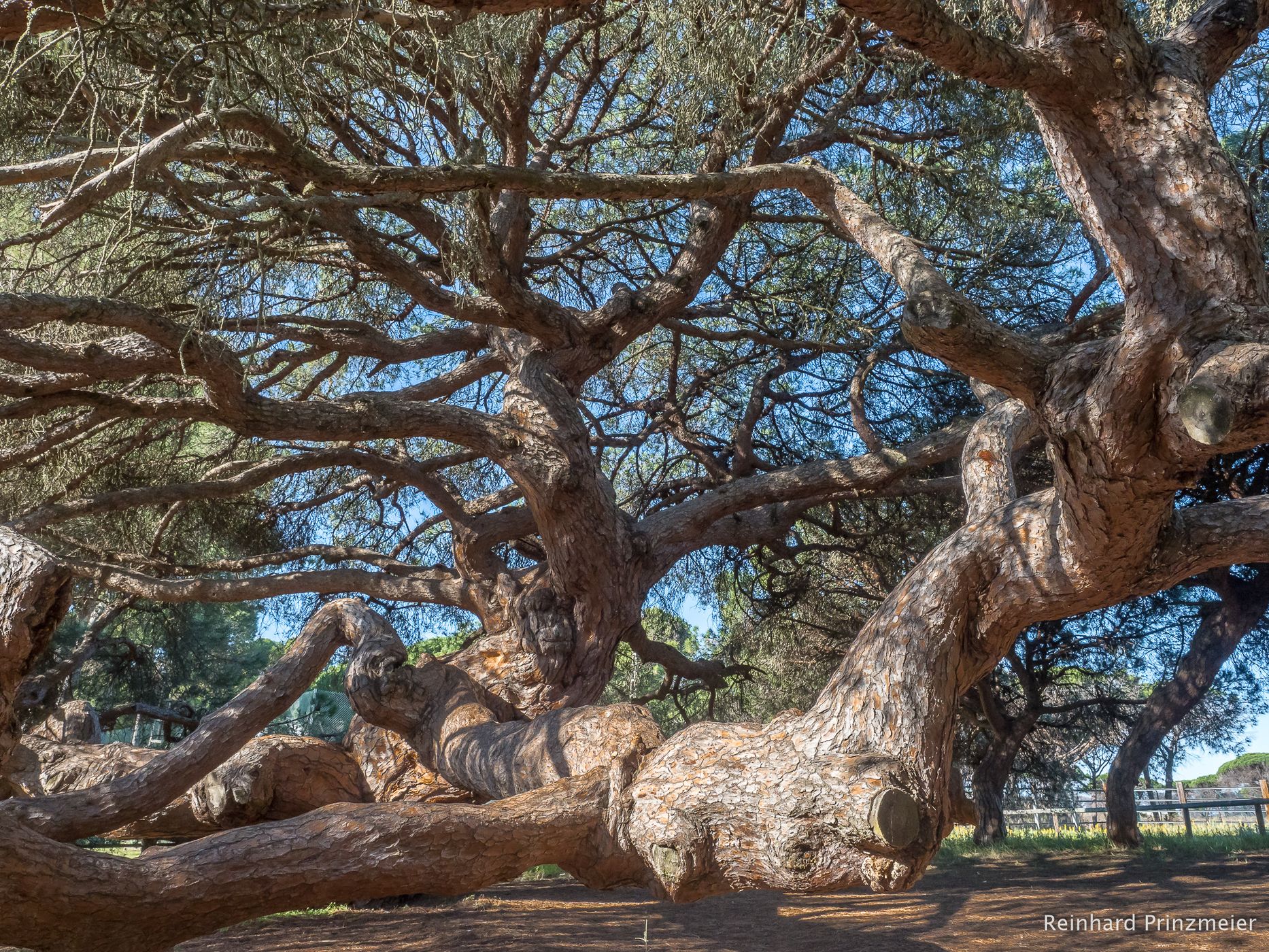 Mazagón Century Pine, Spain