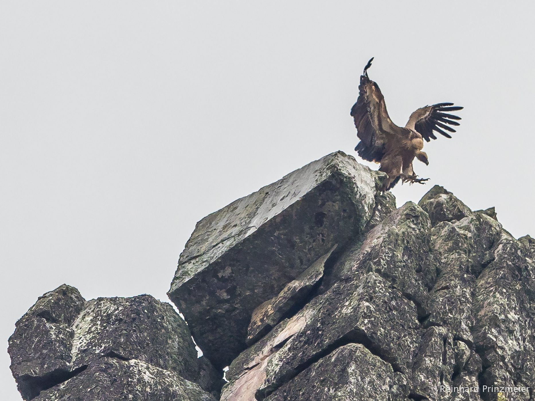 Monfragüe Vulture Rock, Spain