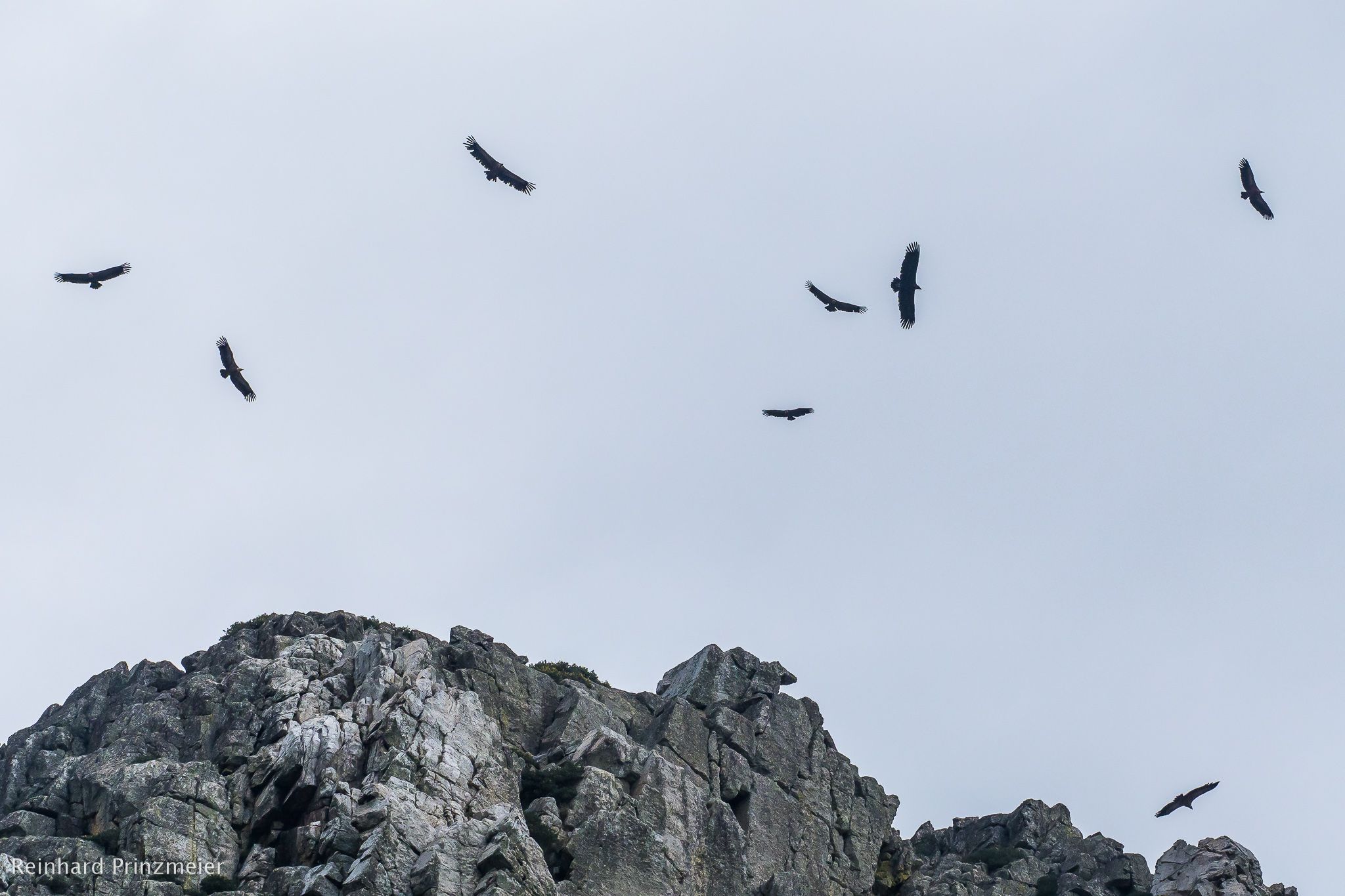 Monfragüe Vulture Rock, Spain