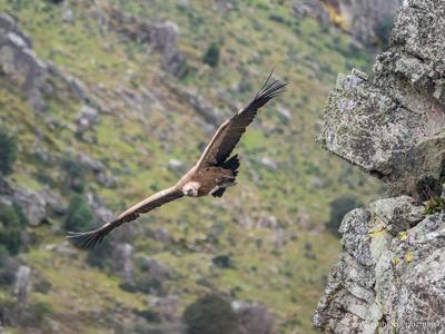Monfragüe Vulture Rock