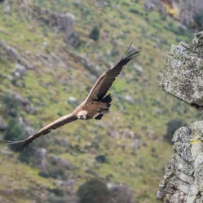 Monfragüe Vulture Rock, Spain