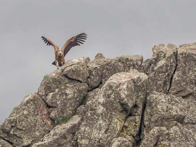 Monfragüe Vulture Rock