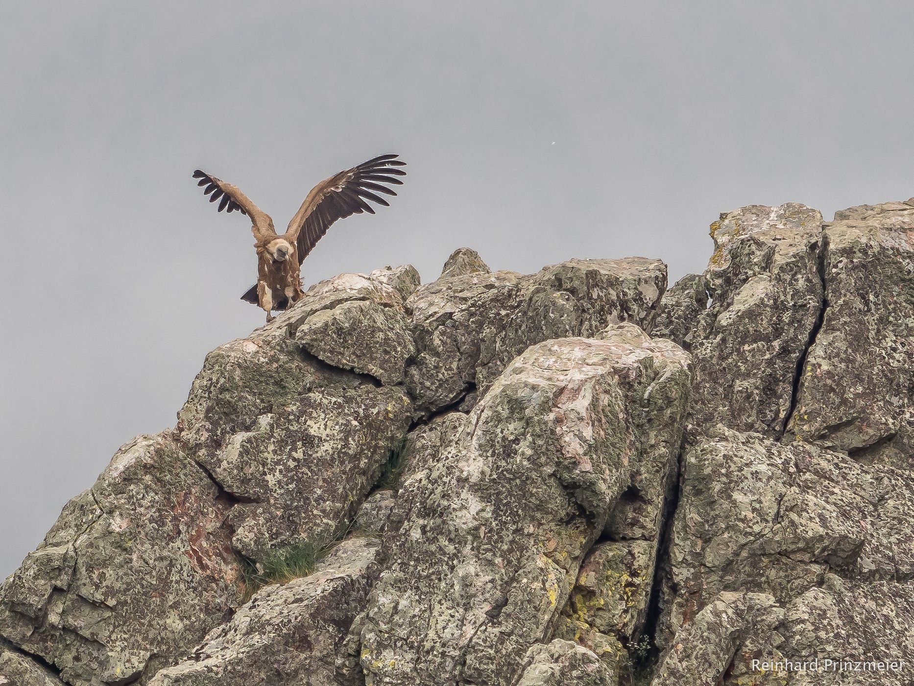 Monfragüe Vulture Rock, Spain