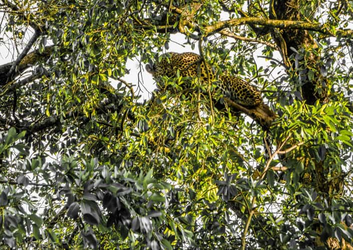 Nairobi Safari Walk