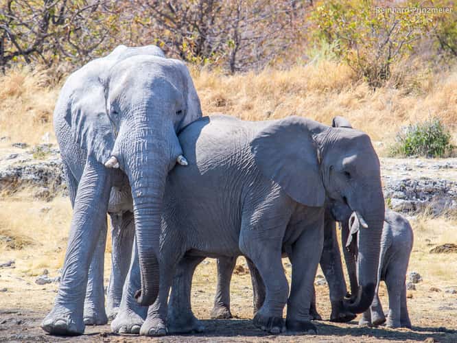Nuamses waterhole