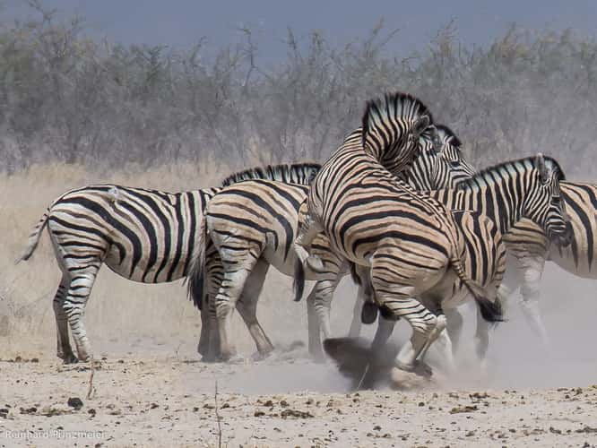 Ozonjuitji m'Bari waterhole