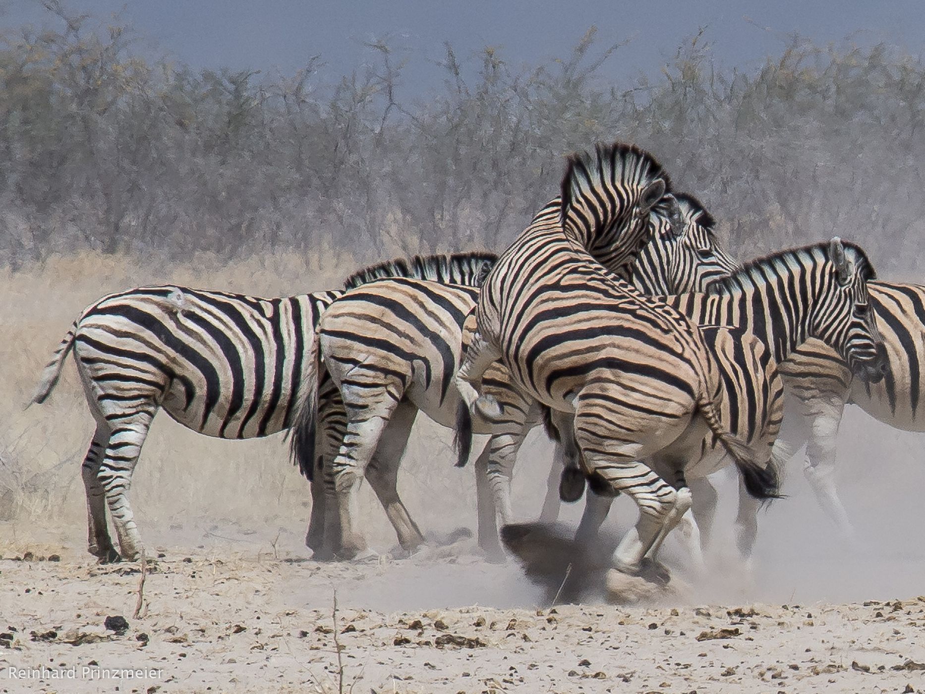 Ozonjuitji m'Bari waterhole, Namibia