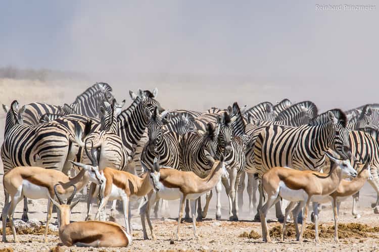Ozonjuitji m'Bari waterhole