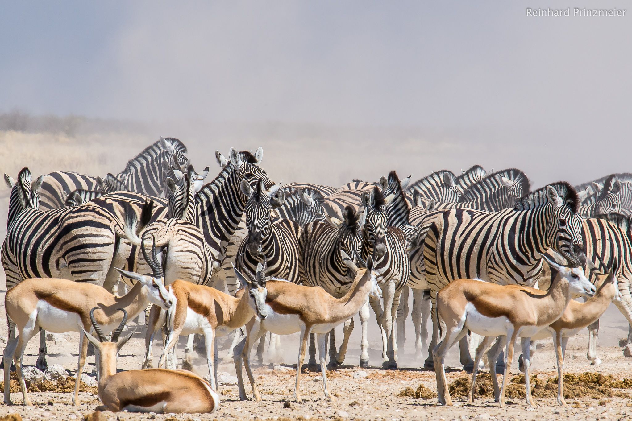 Ozonjuitji m'Bari waterhole, Namibia