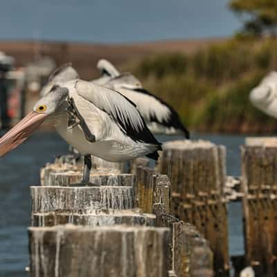 Pelicans while waiting for the  Narrung ferry, SA, Australia