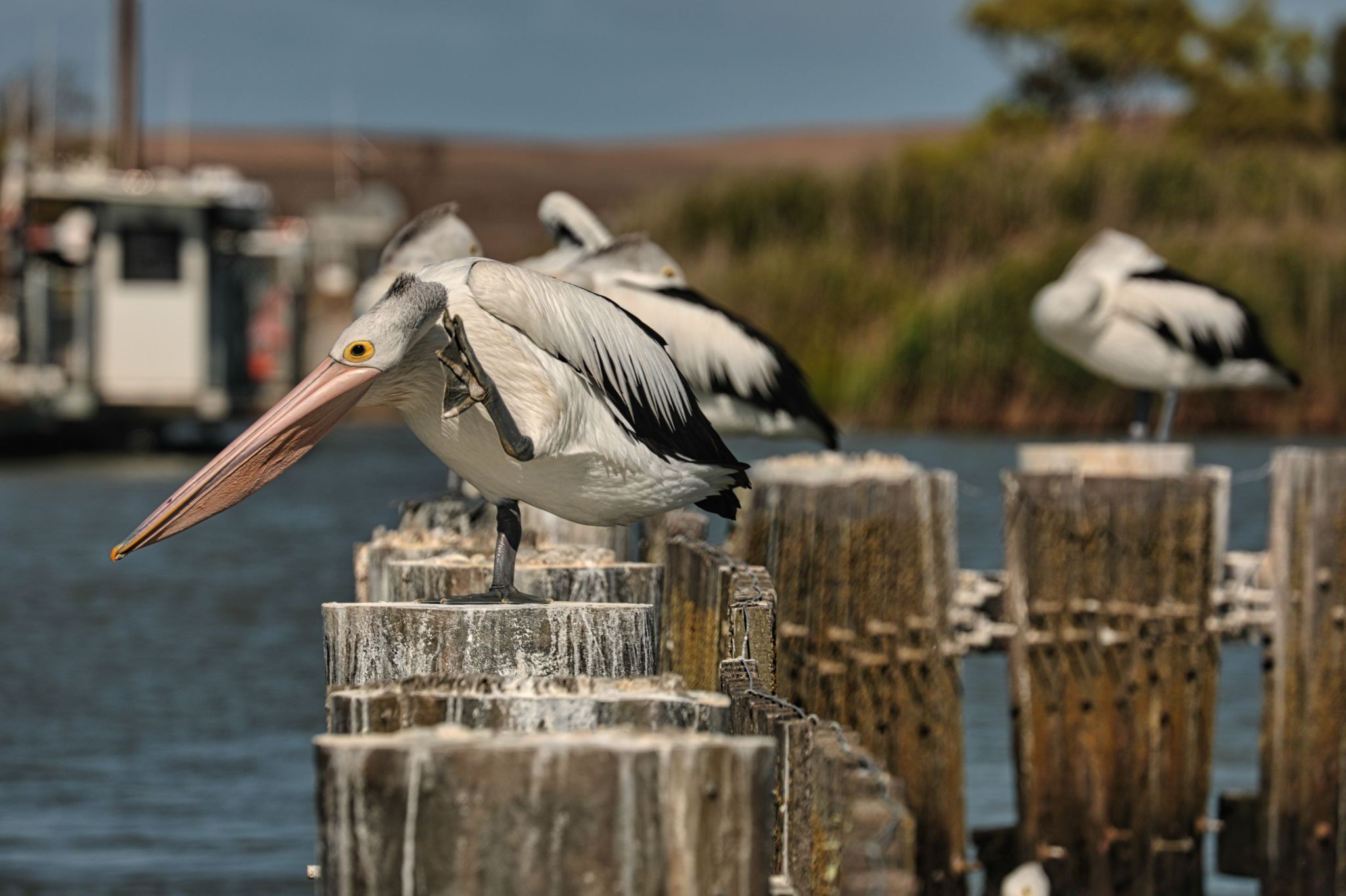 Pelicans while waiting for the  Narrung ferry, SA, Australia