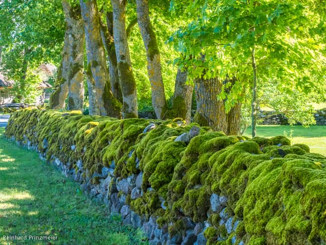 Rootsivere