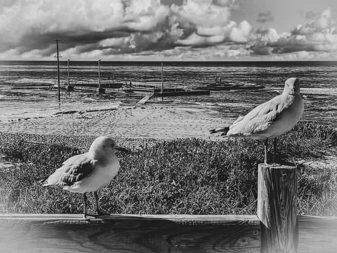 Seagulls Mona Vale Pool, Mona Vale, Sydney