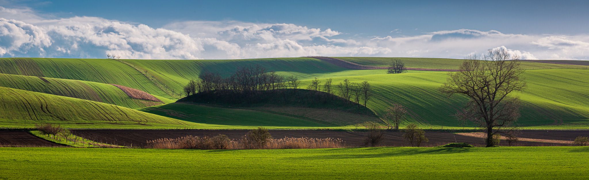 Spring early evening between the fields, Czech Republic