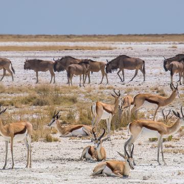 Springbokfontein, Namibia