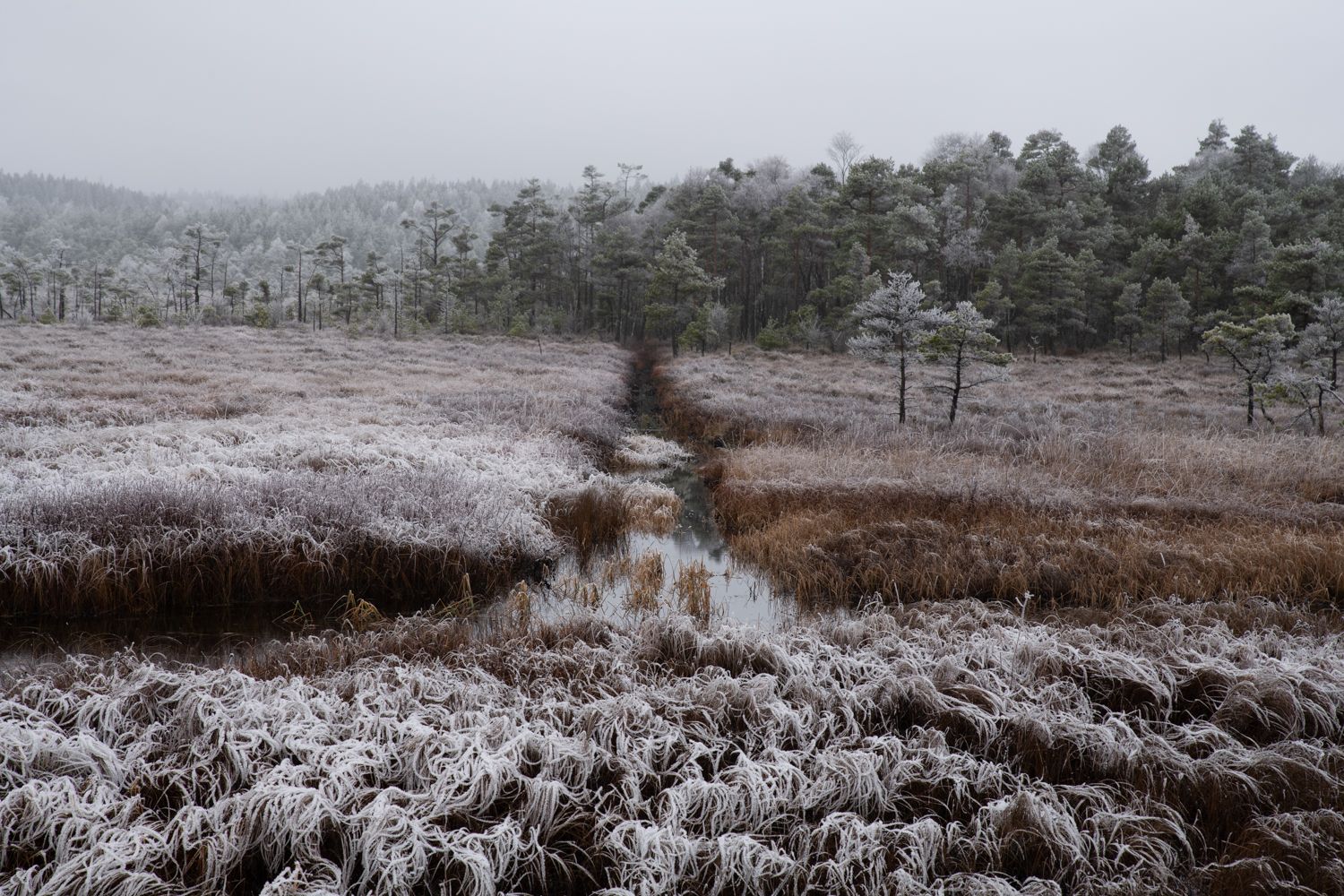 Svartedalen Naturreservat, Sweden