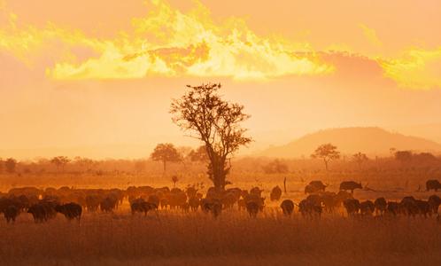 Tanzania Sunrise