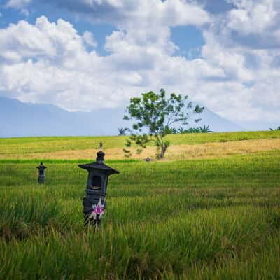 Temple Fields, Indonesia