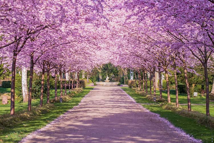 The Cherry Blossom Alley, Kiel