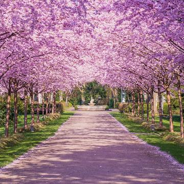 The Cherry Blossom Alley, Kiel, Germany