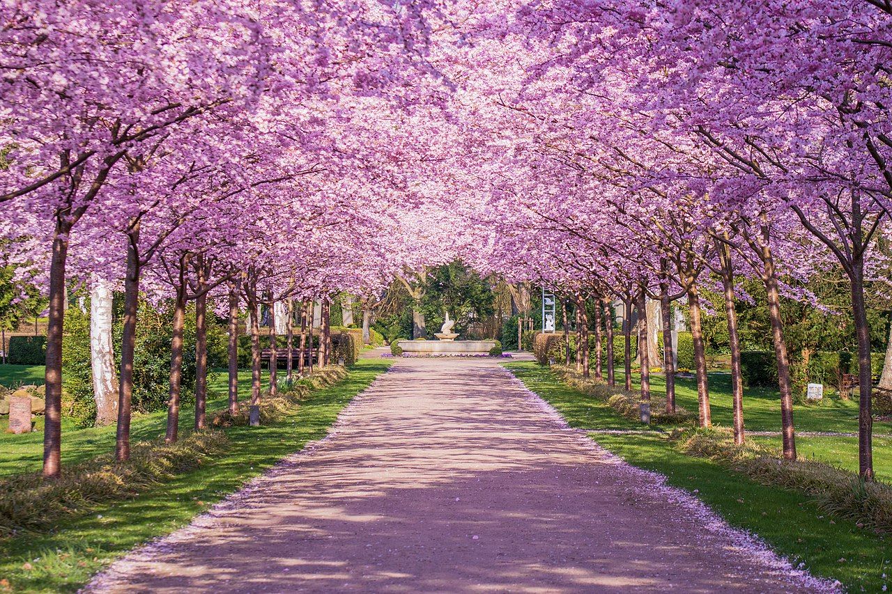 The Cherry Blossom Alley, Kiel, Germany