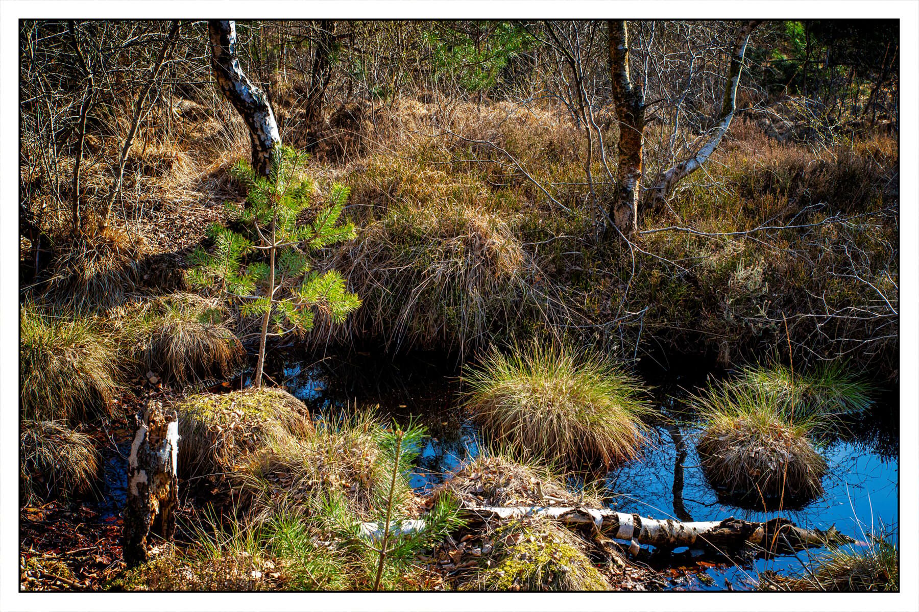 The moor, Germany