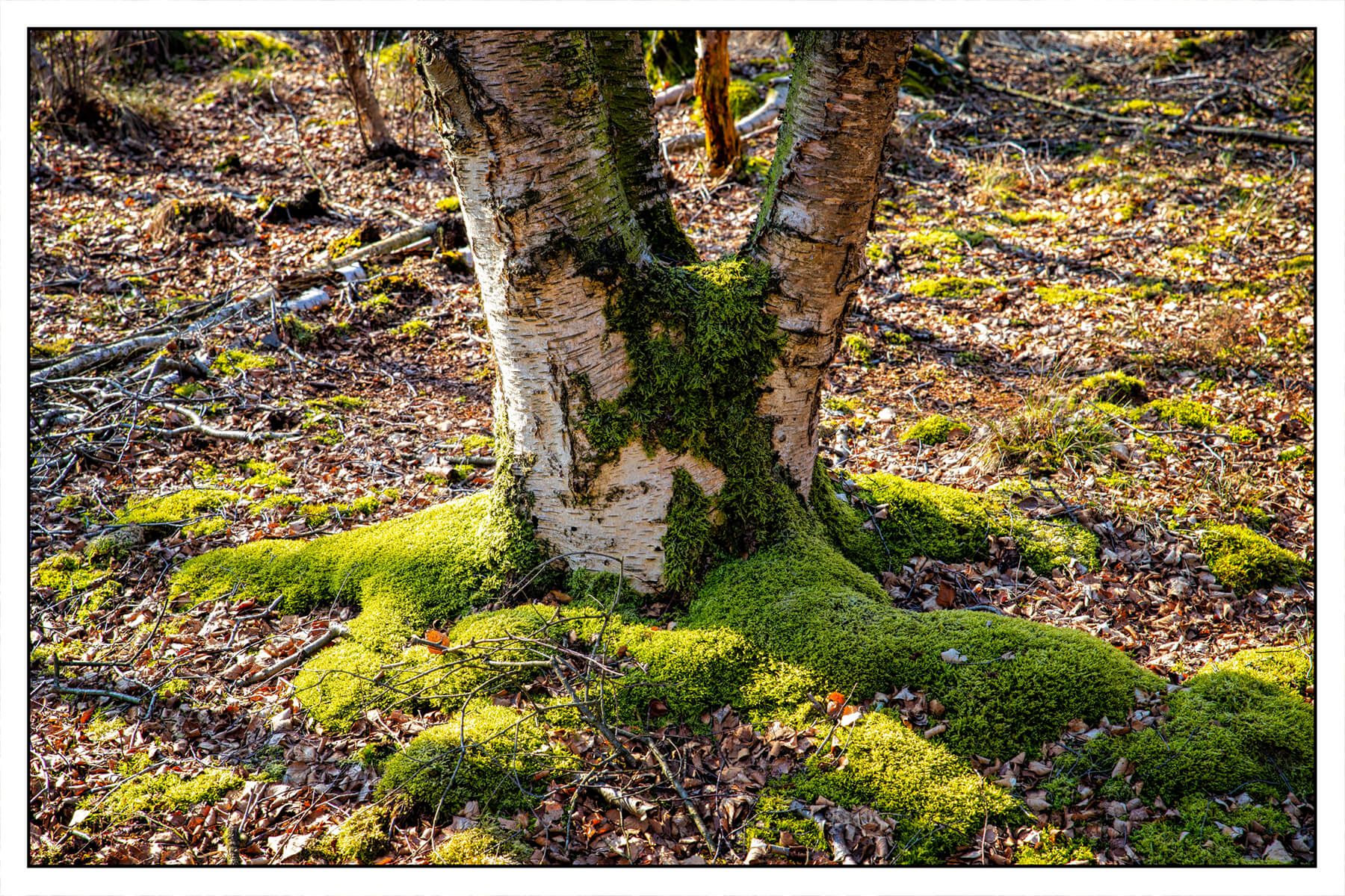 The moor, Germany