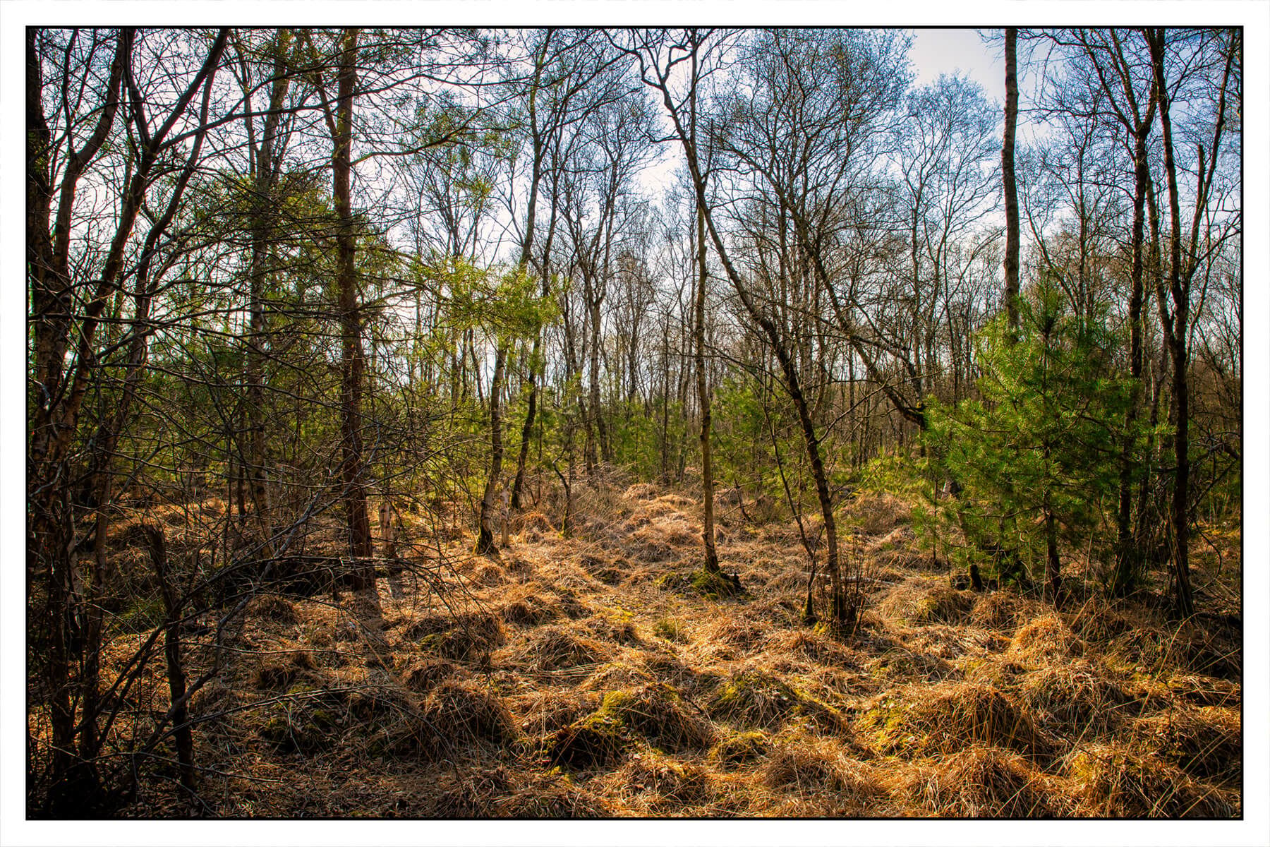 The moor, Germany