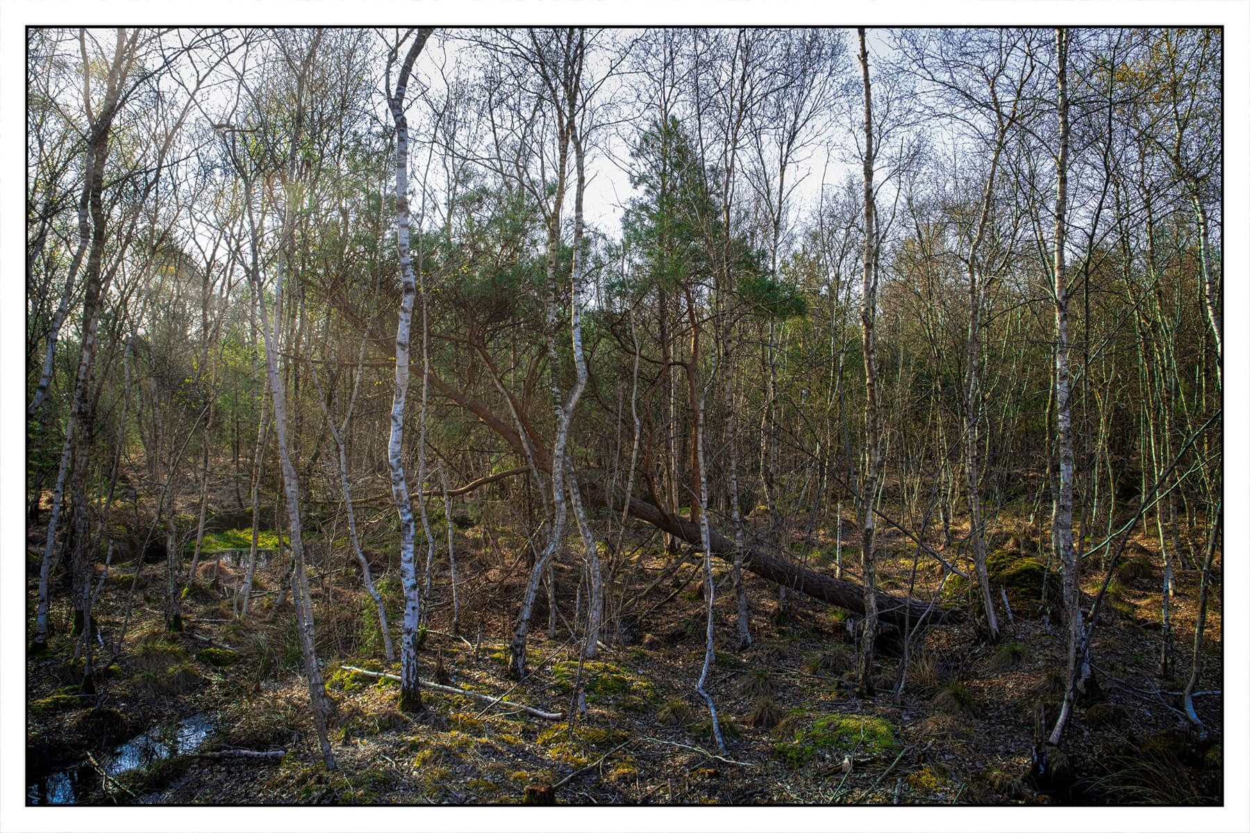 The moor, Germany